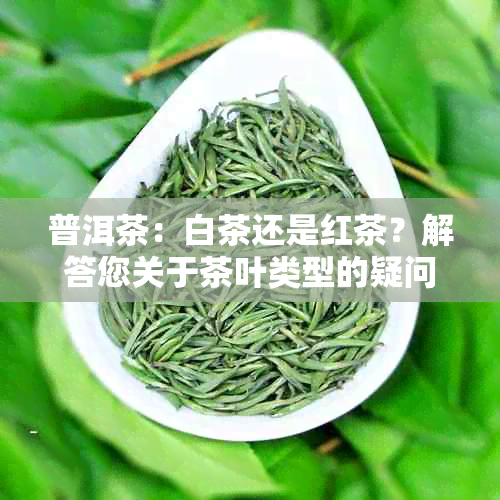 普洱茶：白茶还是红茶？解答您关于茶叶类型的疑问