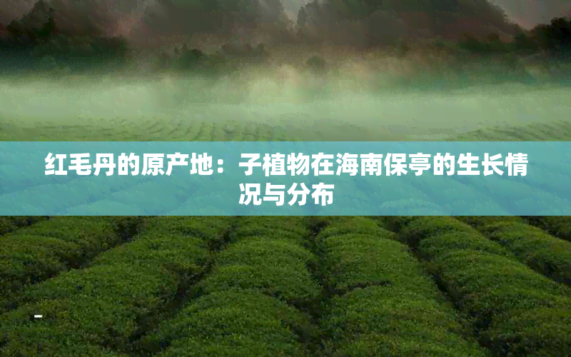 红毛丹的原产地：子植物在海南保亭的生长情况与分布