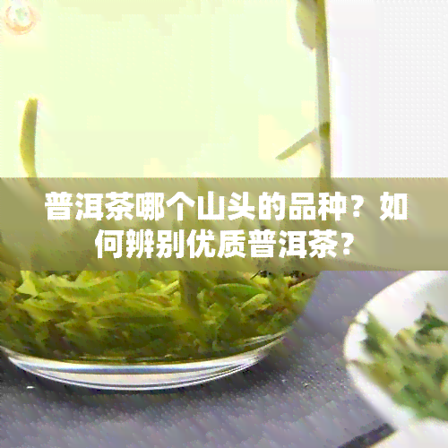 普洱茶哪个山头的品种？如何辨别优质普洱茶？