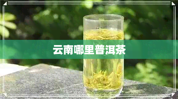 云南哪里普洱茶