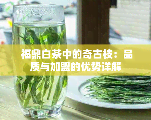  福鼎白茶中的奇古枝：品质与加盟的优势详解