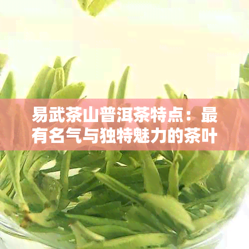 易武茶山普洱茶特点：最有名气与独特魅力的茶叶产地及其特色分析