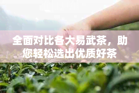 全面对比各大易武茶，助您轻松选出优质好茶