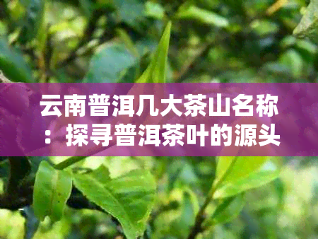 云南普洱几大茶山名称：探寻普洱茶叶的源头