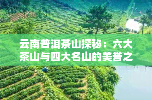 云南普洱茶山探秘：六大茶山与四大名山的美誉之争