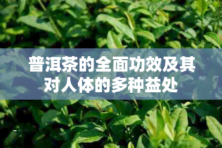 普洱茶的全面功效及其对人体的多种益处