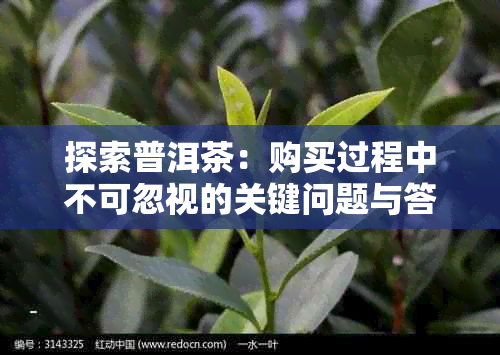 探索普洱茶：购买过程中不可忽视的关键问题与答案