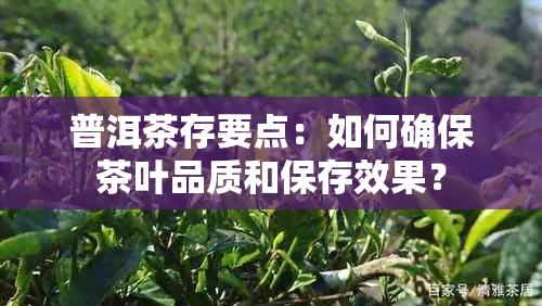 普洱茶存要点：如何确保茶叶品质和保存效果？