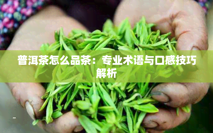 普洱茶怎么品茶：专业术语与口感技巧解析