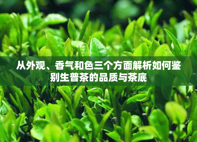 从外观、香气和色三个方面解析如何鉴别生普茶的品质与茶底