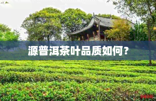 源普洱茶叶品质如何？