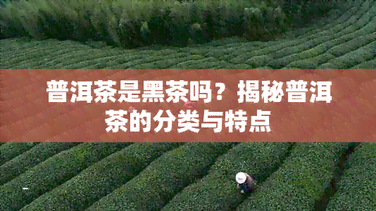 普洱茶是黑茶吗？揭秘普洱茶的分类与特点