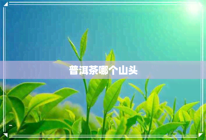 普洱茶哪个山头