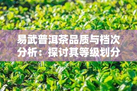 易武普洱茶品质与档次分析：探讨其等级划分与评价标准