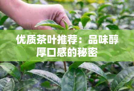 优质茶叶推荐：品味醇厚口感的秘密