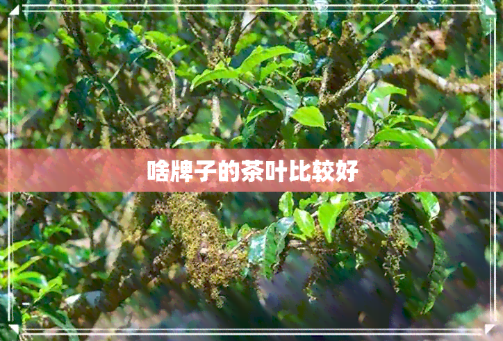 啥牌子的茶叶比较好