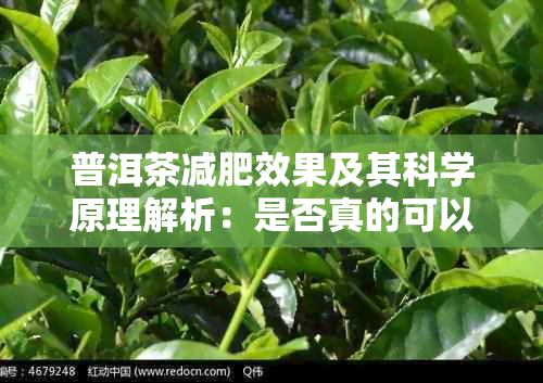 普洱茶减肥效果及其科学原理解析：是否真的可以帮助瘦身？