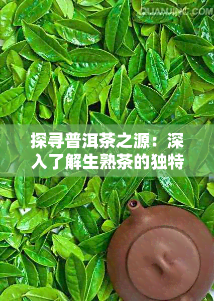 探寻普洱茶之源：深入了解生熟茶的独特区别与品鉴技巧