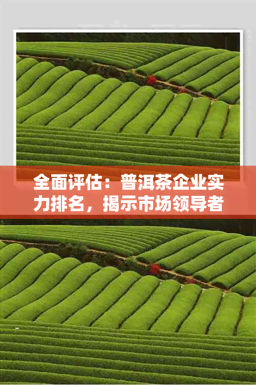 全面评估：普洱茶企业实力排名，揭示市场领导者与潜力黑马