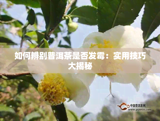 如何辨别普洱茶是否发霉：实用技巧大揭秘