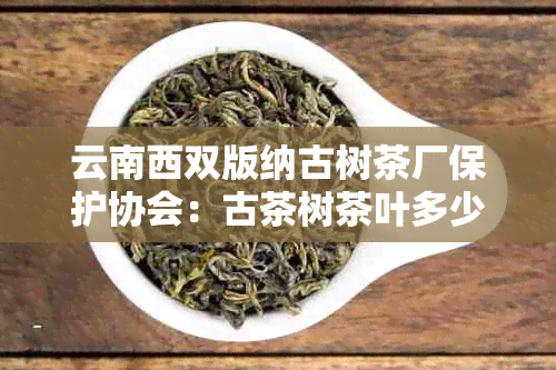 云南西双版纳古树茶厂保护协会：古茶树茶叶多少钱一斤？产区在哪里？