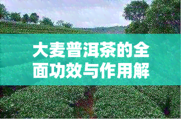 大麦普洱茶的全面功效与作用解析：改善健、调节消化等多重效益