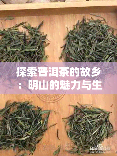 探索普洱茶的故乡：明山的魅力与生产过程