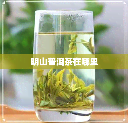 明山普洱茶在哪里