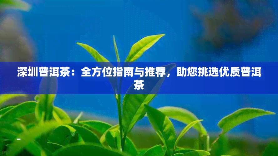 深圳普洱茶：全方位指南与推荐，助您挑选优质普洱茶