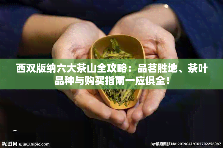 西双版纳六大茶山全攻略：品茗胜地、茶叶品种与购买指南一应俱全！