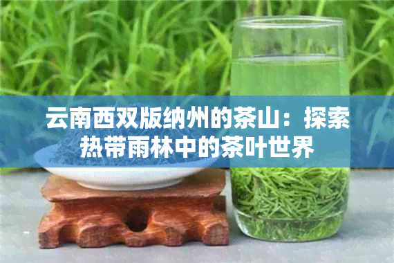 云南西双版纳州的茶山：探索热带雨林中的茶叶世界