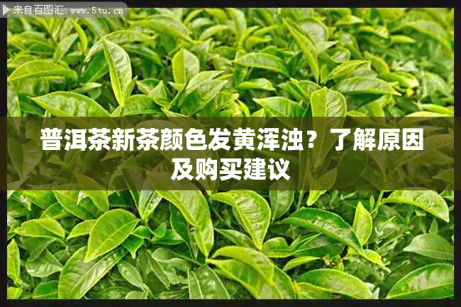 普洱茶新茶颜色发黄浑浊？了解原因及购买建议