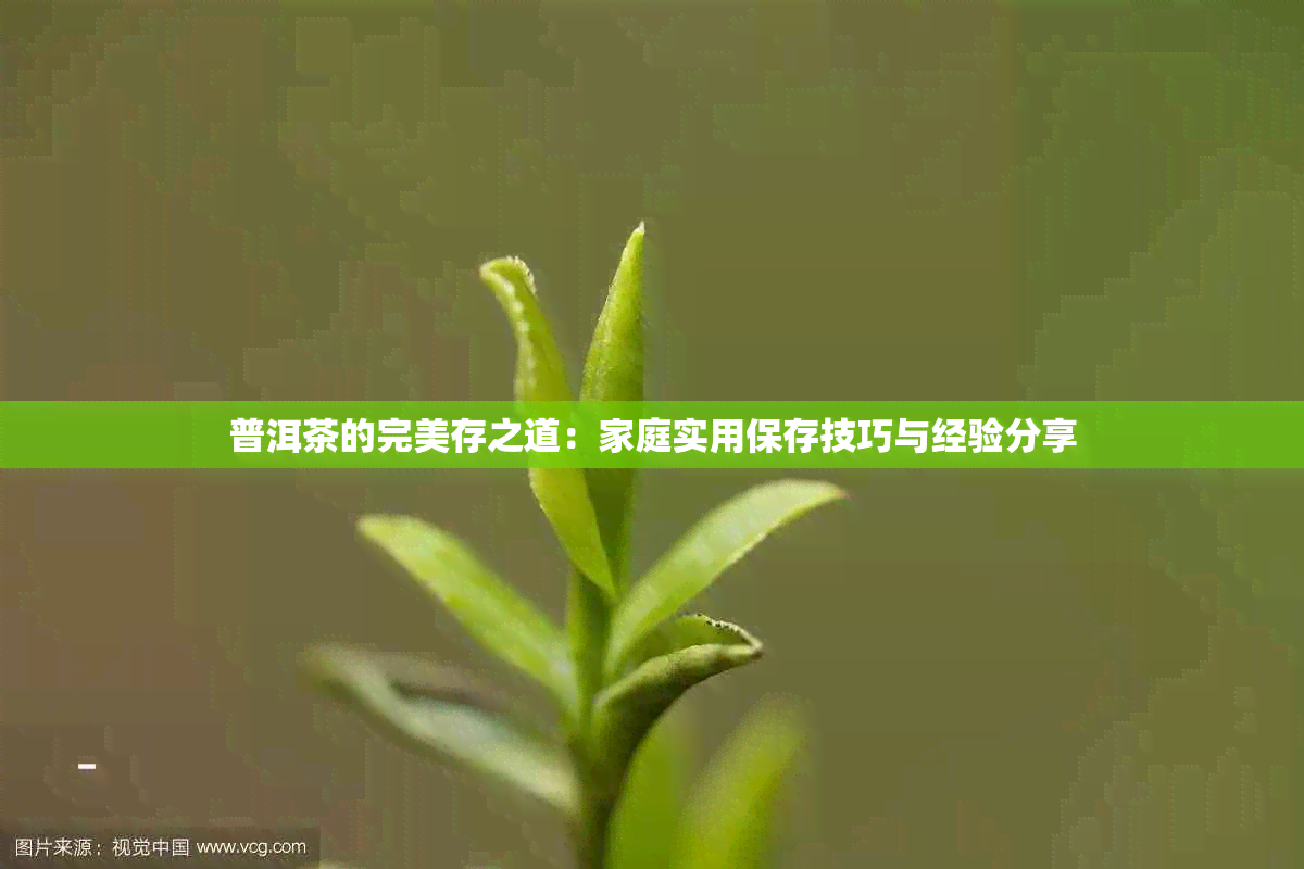 普洱茶的完美存之道：家庭实用保存技巧与经验分享