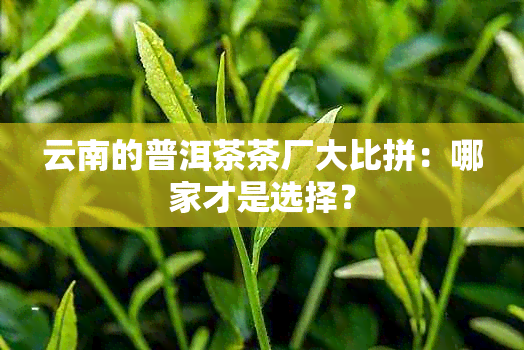 云南的普洱茶茶厂大比拼：哪家才是选择？