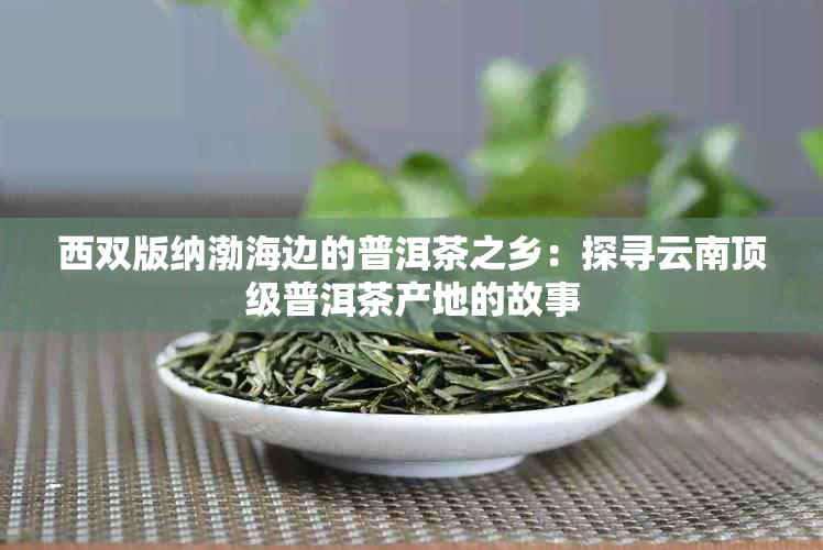 西双版纳渤海边的普洱茶之乡：探寻云南顶级普洱茶产地的故事