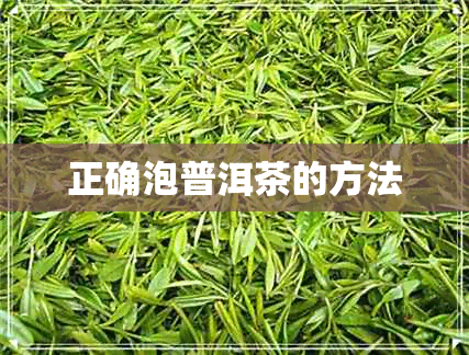 正确泡普洱茶的方法