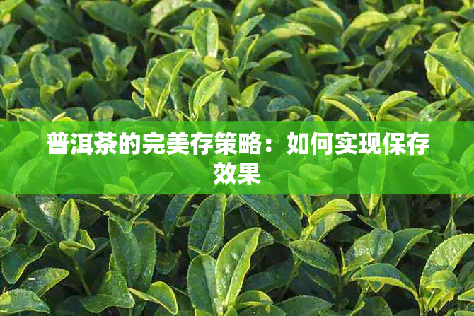 普洱茶的完美存策略：如何实现保存效果