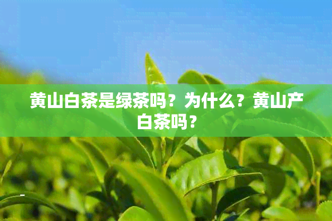 黄山白茶是绿茶吗？为什么？黄山产白茶吗？