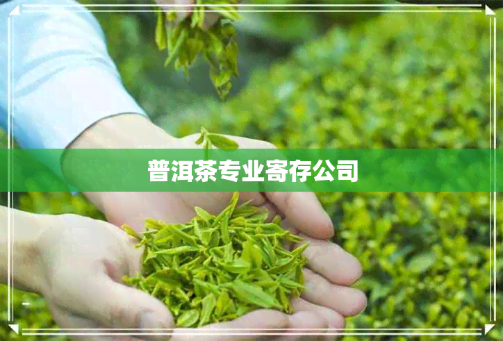 普洱茶专业寄存公司