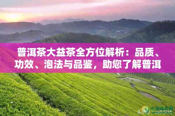 普洱茶大益茶全方位解析：品质、功效、泡法与品鉴，助您了解普洱茶的奥秘