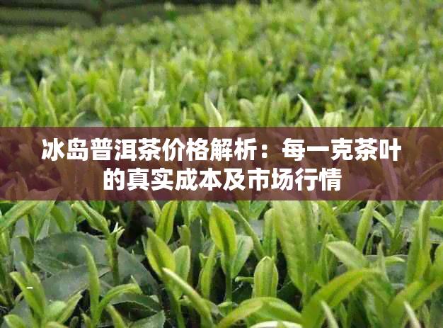 冰岛普洱茶价格解析：每一克茶叶的真实成本及市场行情