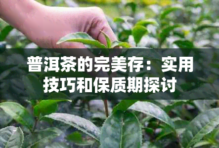 普洱茶的完美存：实用技巧和保质期探讨