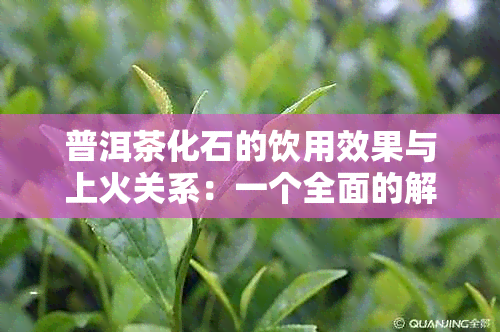 普洱茶化石的饮用效果与上火关系：一个全面的解答