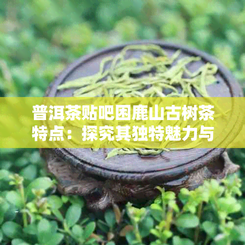 普洱茶贴吧困鹿山古树茶特点：探究其独特魅力与品质