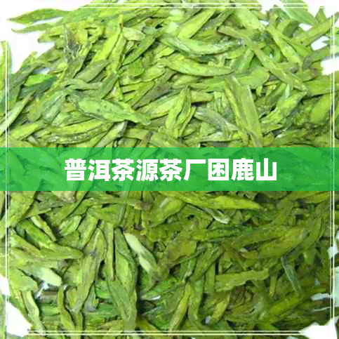 普洱茶源茶厂困鹿山