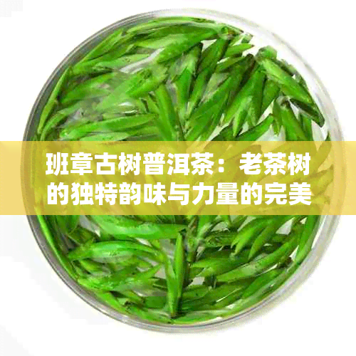 班章古树普洱茶：老茶树的独特韵味与力量的完美结合