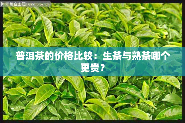 普洱茶的价格比较：生茶与熟茶哪个更贵？