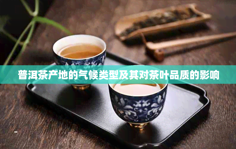 普洱茶产地的气候类型及其对茶叶品质的影响