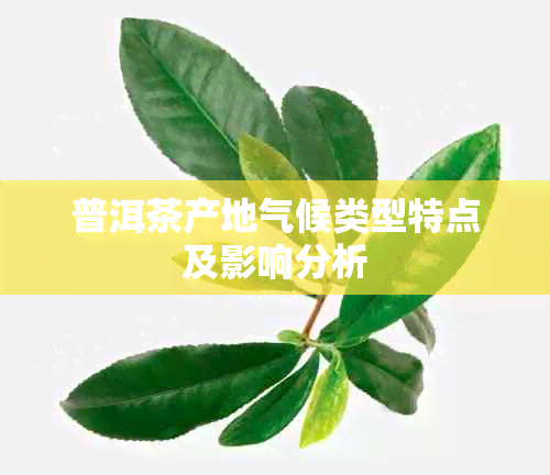 普洱茶产地气候类型特点及影响分析