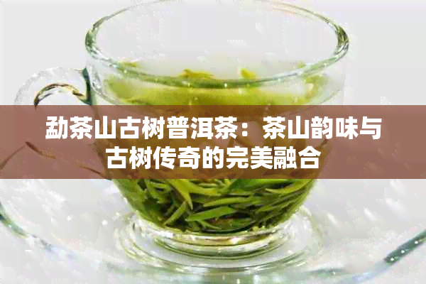 勐茶山古树普洱茶：茶山韵味与古树传奇的完美融合